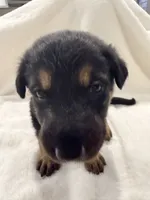 Tink, a female German Shepherd Dog for sale in Davenport, FL – 3 of 7