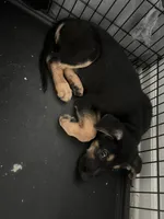 Tink, a female German Shepherd Dog for sale in Davenport, FL – 8 of 8