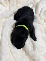 Olaf, a male German Shepherd Dog for sale in Davenport, FL – 5 of 5