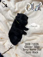 Olaf, a male German Shepherd Dog for sale in Davenport, FL – 2 of 5