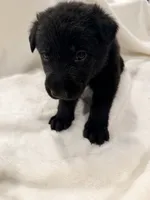 Bolt, a male German Shepherd Dog for sale in Davenport, FL – 3 of 6