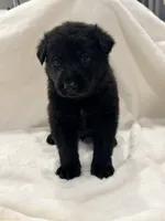 Bolt, a male German Shepherd Dog for sale in Davenport, FL – 2 of 6
