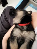 Hercules, a male German Shepherd Dog for sale in Davenport, FL – 5 of 7