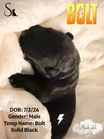 Bolt, a male German Shepherd Dog for sale in Davenport, FL – 4 of 6
