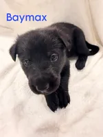 Baymax, a male German Shepherd Dog for sale in Davenport, FL – 5 of 5