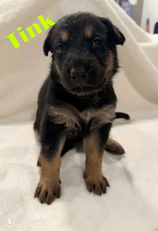 Tink – German Shepherd Dog puppy for sale in Davenport, FL