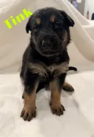 Tink, a female German Shepherd Dog for sale in Davenport, FL – 1 of 7