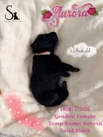 Aurora, a female German Shepherd Dog for sale in Davenport, FL – 3 of 5