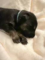 Baloo, a male German Shepherd Dog for sale in Davenport, FL – 3 of 6