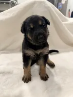 Baloo, a male German Shepherd Dog for sale in Davenport, FL – 6 of 6
