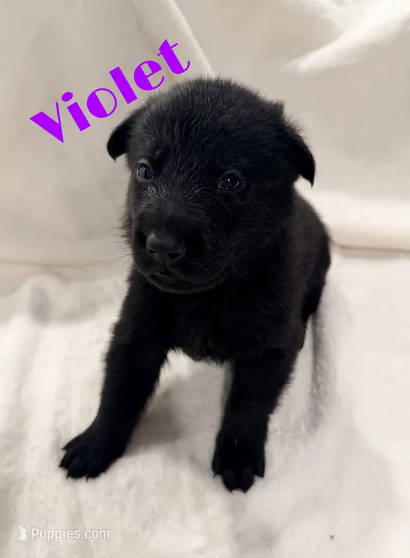Violet  – German Shepherd Dog puppy for sale in Davenport, FL