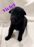 Violet , a female German Shepherd Dog for sale in Davenport, FL – 1 of 6