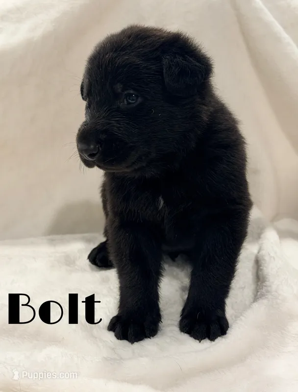 Bolt – German Shepherd Dog puppy for sale in Davenport, FL