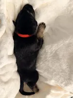 Hercules, a male German Shepherd Dog for sale in Davenport, FL – 7 of 7