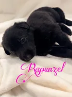 Rapunzel, a female German Shepherd Dog for sale in Davenport, FL – 1 of 4