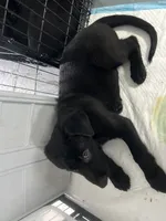 Violet , a female German Shepherd Dog for sale in Davenport, FL – 5 of 5
