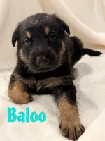 Baloo, a male German Shepherd Dog for sale in Davenport, FL – 1 of 6