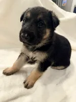 Hercules, a male German Shepherd Dog for sale in Davenport, FL – 2 of 7