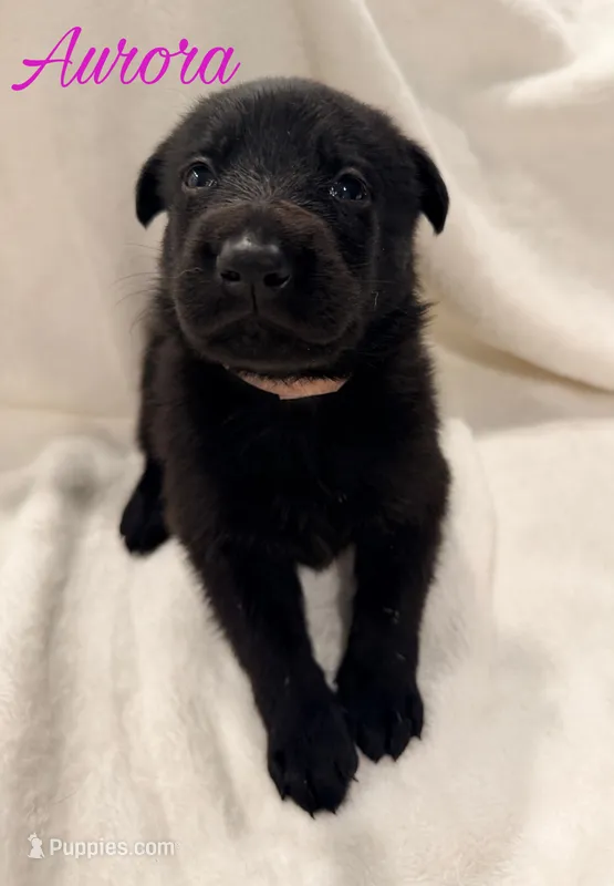 Aurora – German Shepherd Dog puppy for sale in Davenport, FL