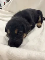 Tink, a female German Shepherd Dog for sale in Davenport, FL – 2 of 7