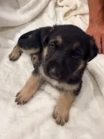 Hercules, a male German Shepherd Dog for sale in Davenport, FL – 1 of 7