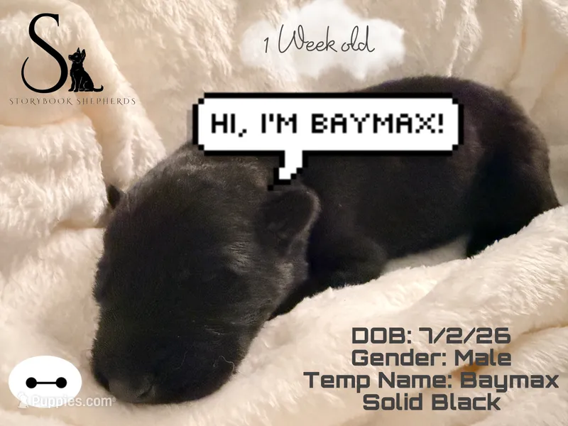 Baymax – German Shepherd Dog puppy for sale in Davenport, FL