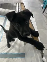 Aurora, a female German Shepherd Dog for sale in Davenport, FL – 6 of 6