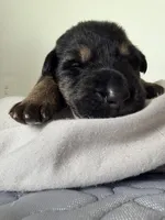 Tink, a female German Shepherd Dog for sale in Davenport, FL – 5 of 7