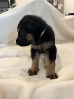 Baloo, a male German Shepherd Dog for sale in Davenport, FL – 5 of 6