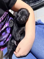 Rapunzel, a female German Shepherd Dog for sale in Davenport, FL – 4 of 4