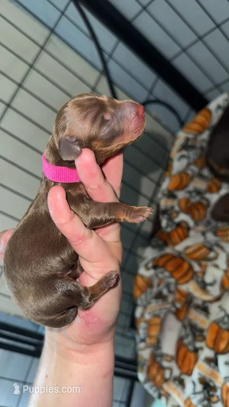 Pink – Dachshund puppy for sale in Newfield, NY