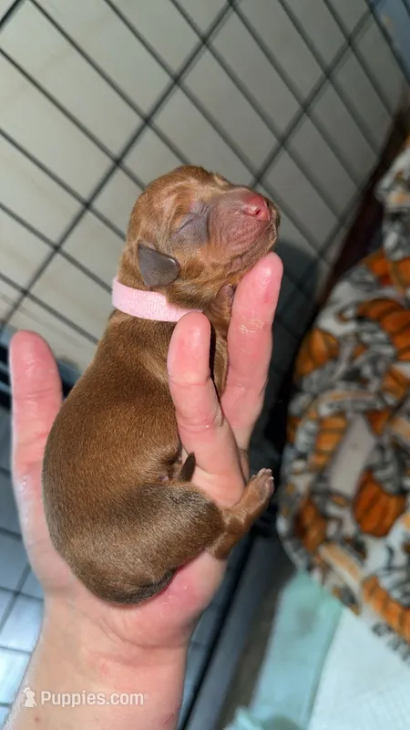 Light Pink – Dachshund puppy for sale in Newfield, NY