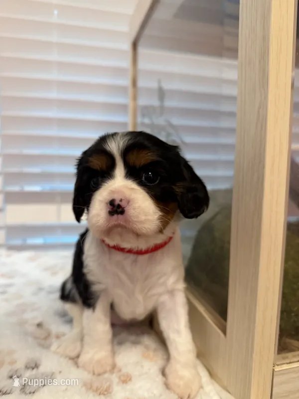 Rosie – Cavalier King Charles Spaniel puppy for sale in Spring, TX