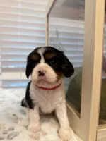 Rosie, a female Cavalier King Charles Spaniel for sale in Spring, TX – 3 of 7