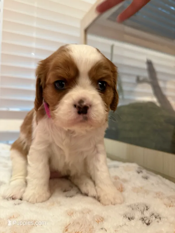 Blossom – Cavalier King Charles Spaniel puppy for sale in Spring, TX