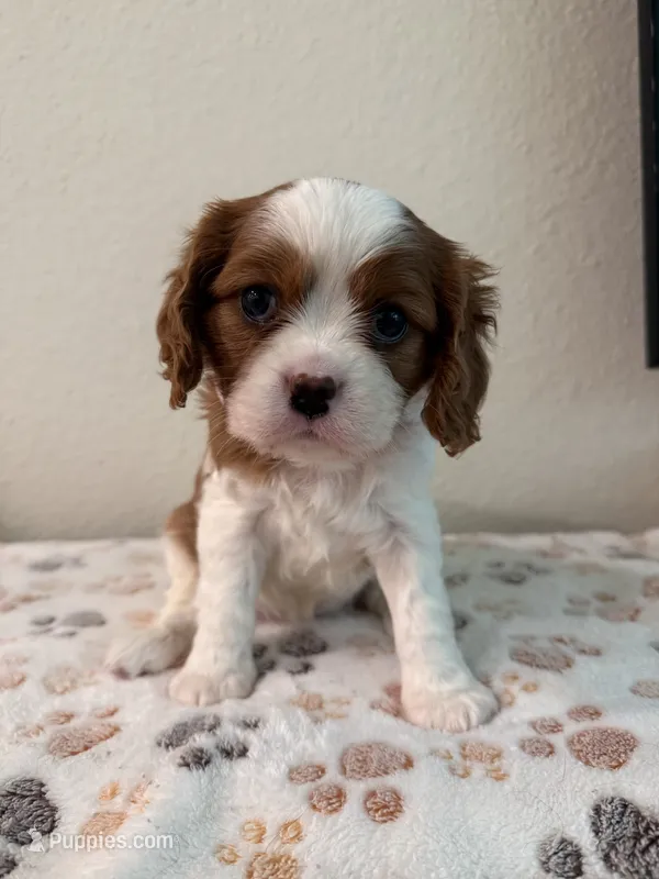 Daisy – Cavalier King Charles Spaniel puppy for sale in Spring, TX