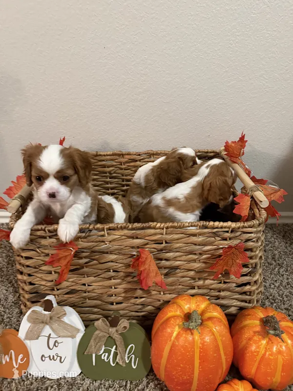 Poppy – Cavalier King Charles Spaniel puppy for sale in Spring, TX