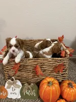 Poppy, a female Cavalier King Charles Spaniel for sale in Spring, TX – 1 of 8