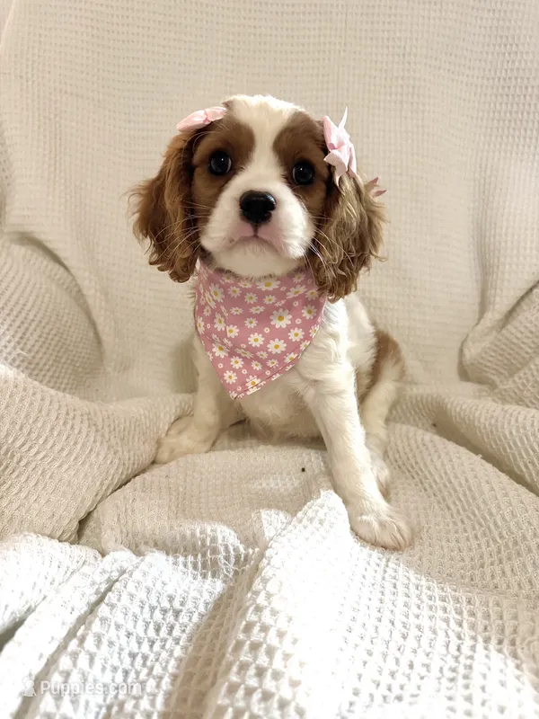 Daisy – Cavalier King Charles Spaniel puppy for sale in Spring, TX