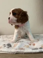 Daisy, a female Cavalier King Charles Spaniel for sale in Spring, TX – 4 of 8