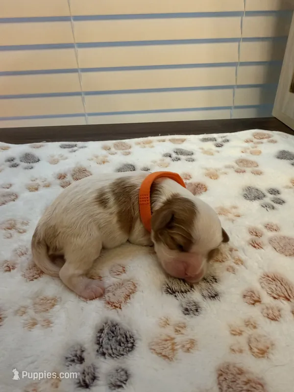 Lily – Cavalier King Charles Spaniel puppy for sale in Spring, TX