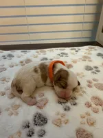 Lily, a female Cavalier King Charles Spaniel for sale in Spring, TX – 1 of 3