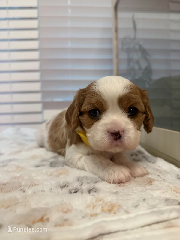 Lily – Cavalier King Charles Spaniel puppy for sale in Spring, TX