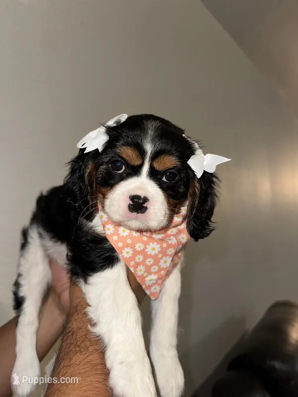 Rosie – Cavalier King Charles Spaniel puppy for sale in Spring, TX