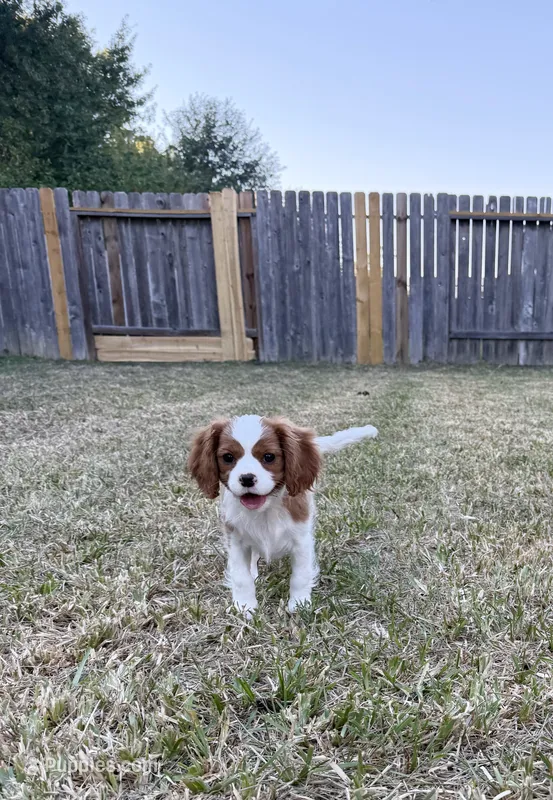 Poppy – Cavalier King Charles Spaniel puppy for sale in Spring, TX
