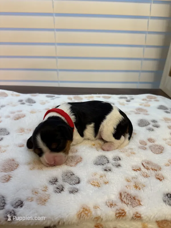 Rosie – Cavalier King Charles Spaniel puppy for sale in Spring, TX