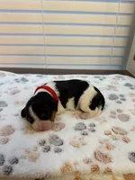 Rosie, a female Cavalier King Charles Spaniel for sale in Spring, TX – 1 of 3