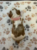 Blossom, a female Cavalier King Charles Spaniel for sale in Spring, TX – 3 of 3