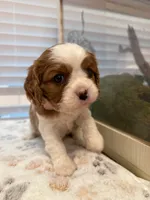 Daisy, a female Cavalier King Charles Spaniel for sale in Spring, TX – 6 of 8