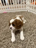 Daisy, a female Cavalier King Charles Spaniel for sale in Spring, TX – 2 of 8